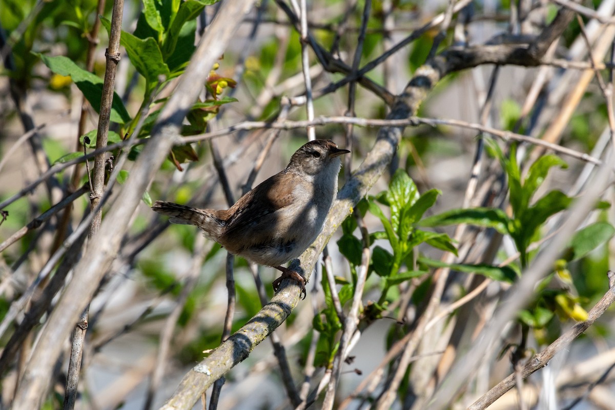 Marsh Wren - ML634180729