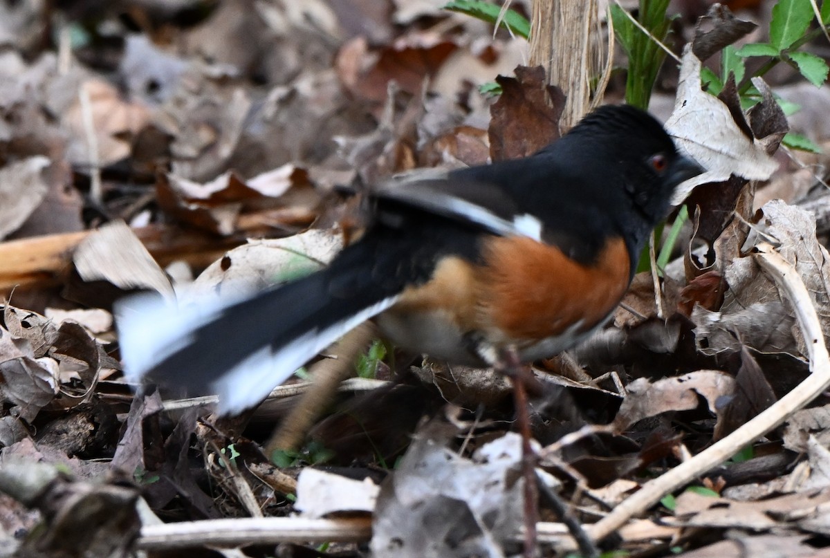 Eastern Towhee - ML634180731