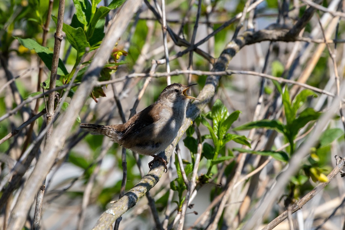 Marsh Wren - ML634180741