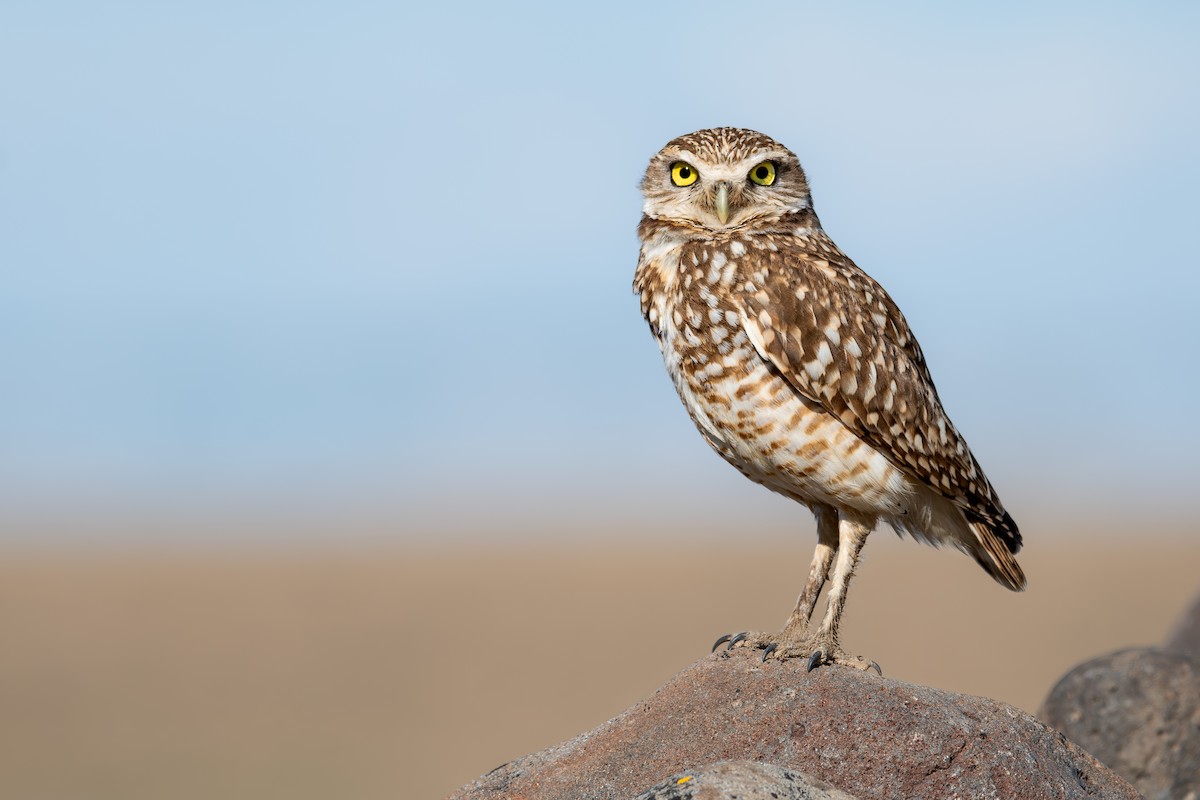 Burrowing Owl - ML634180775
