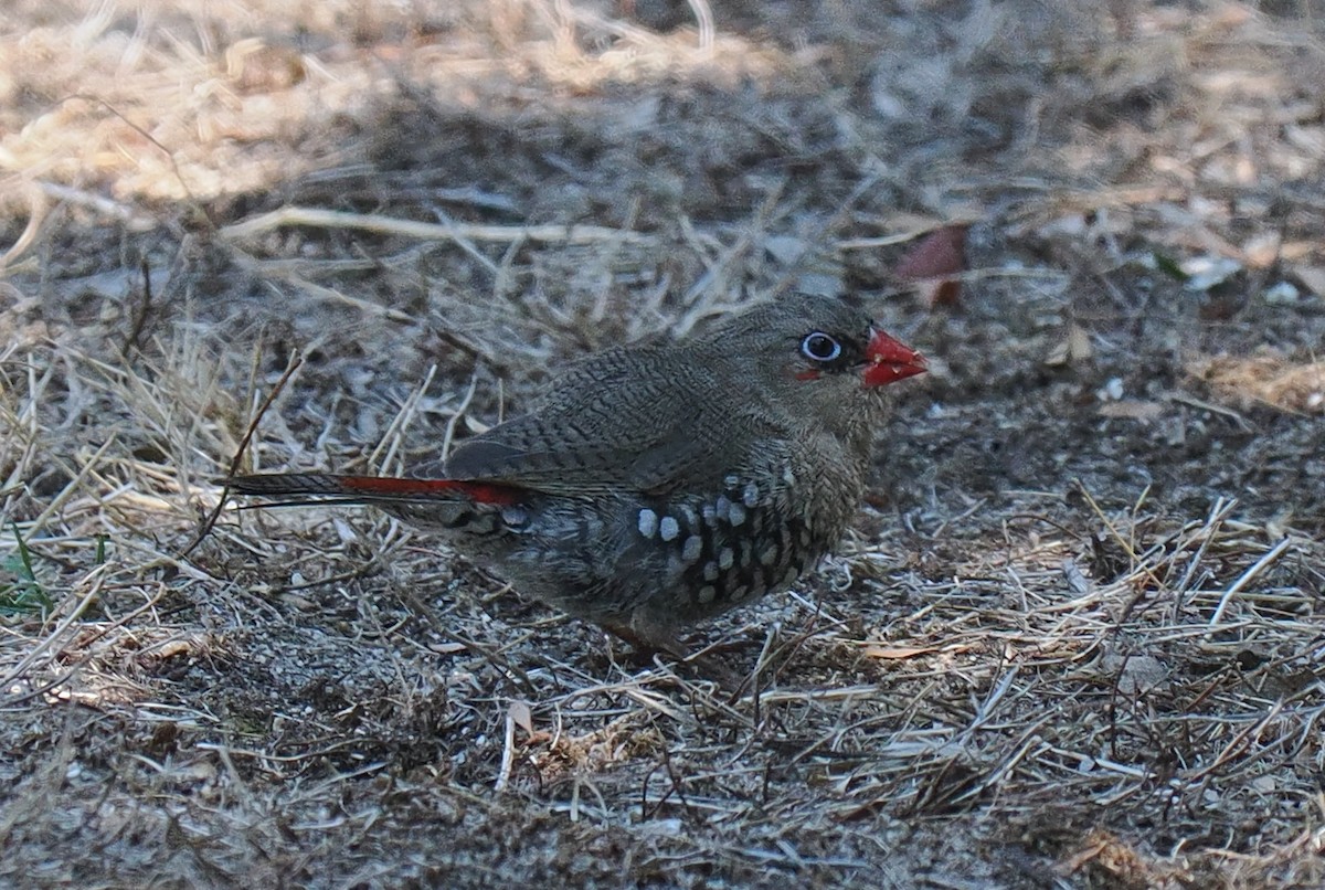 Red-eared Firetail - ML634180804