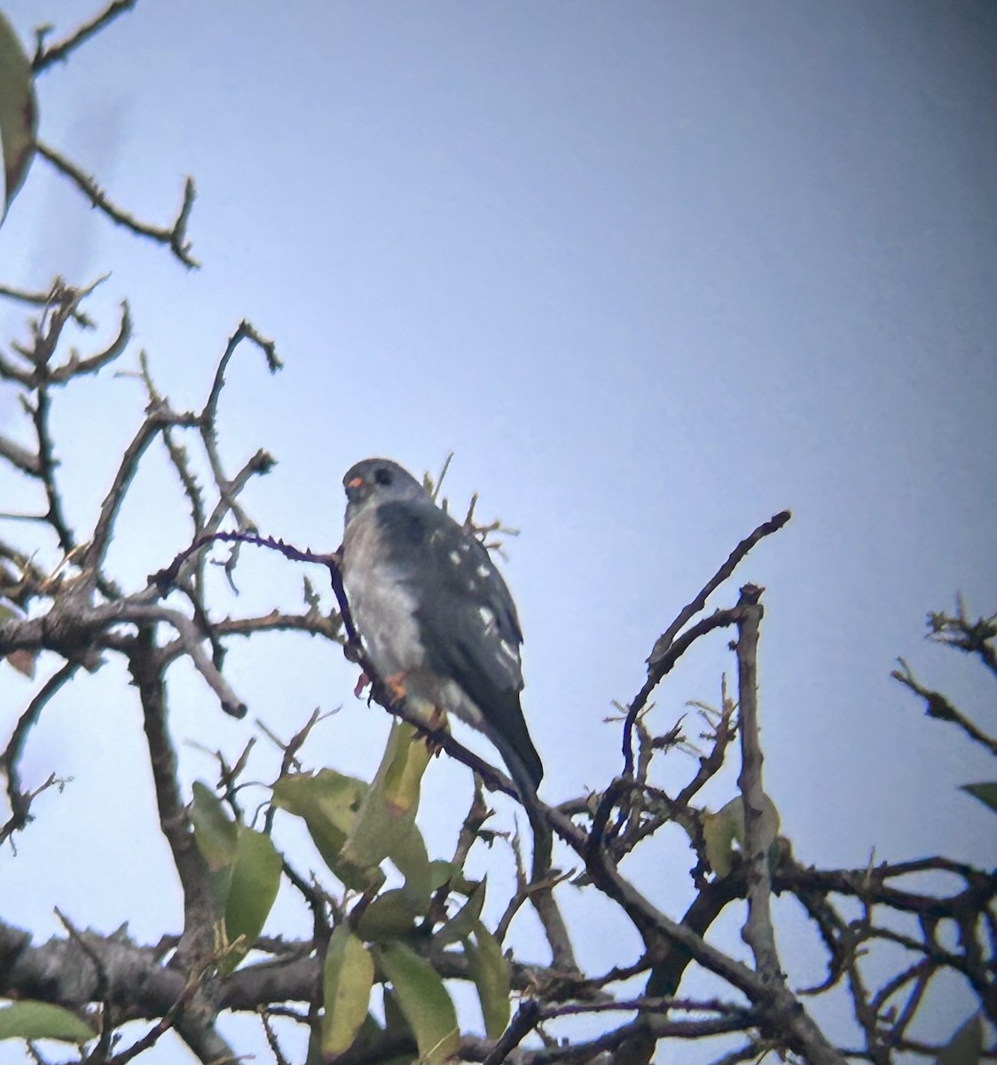 Chinese Sparrowhawk - ML634180826