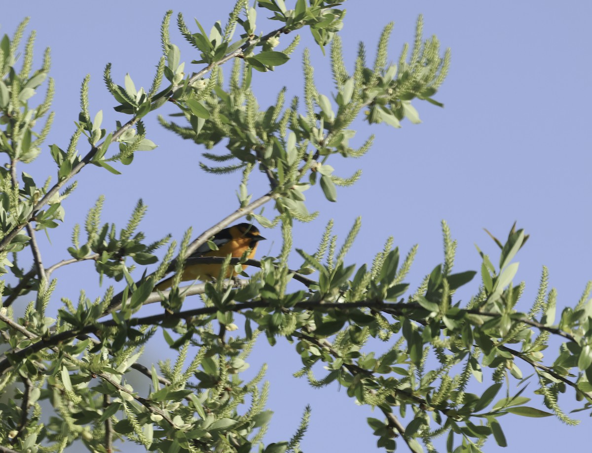 Bullock's Oriole - ML634180837