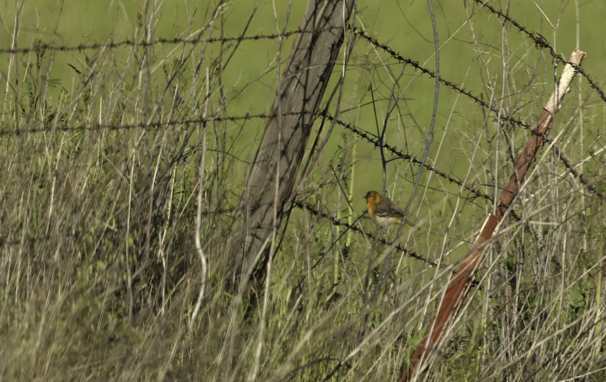 Bullock's Oriole - ML634180843