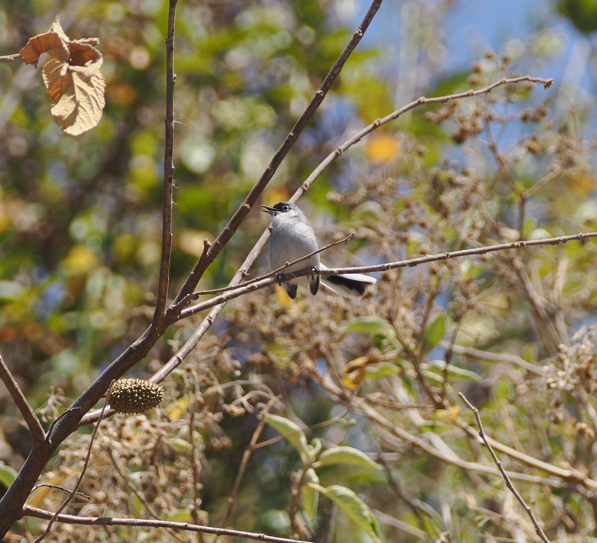 Black-capped Gnatcatcher - ML634180848