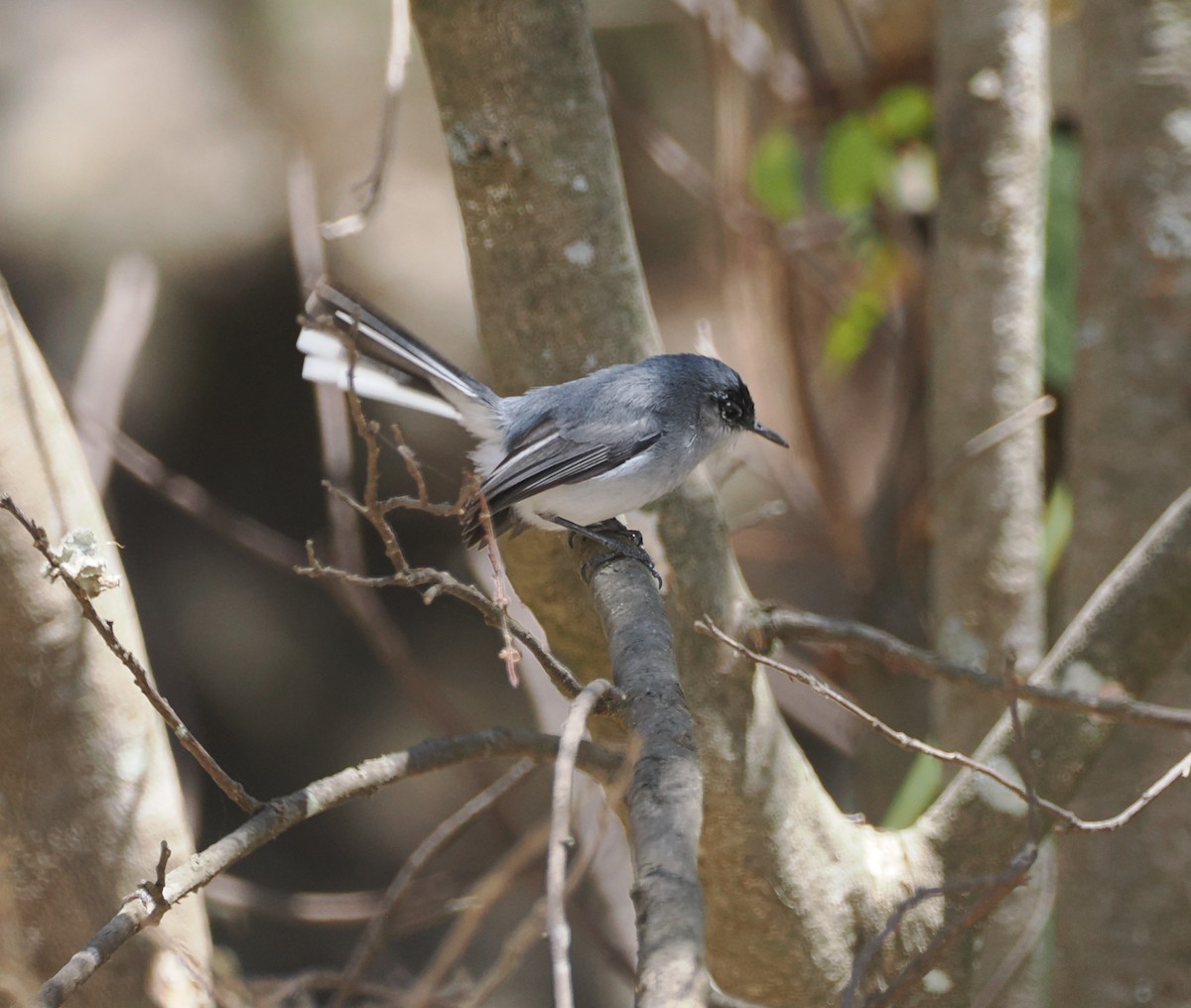 Black-capped Gnatcatcher - ML634180849