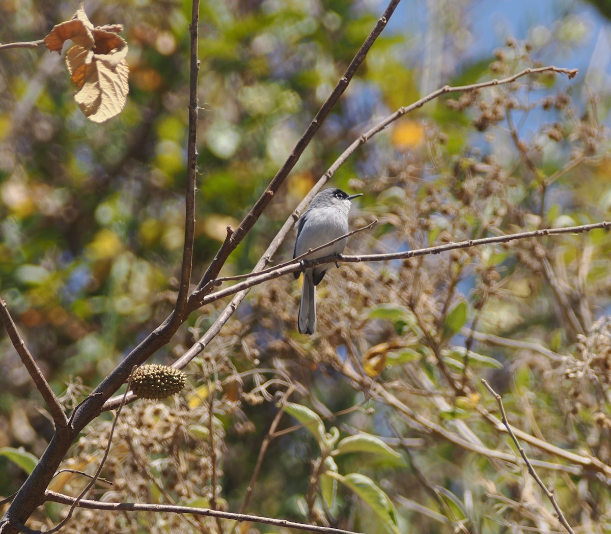Black-capped Gnatcatcher - ML634180850