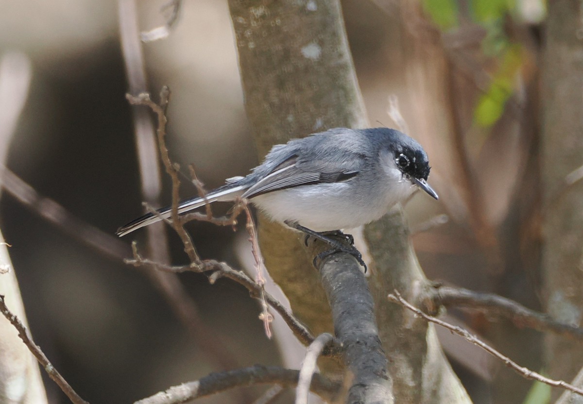 Black-capped Gnatcatcher - ML634180851