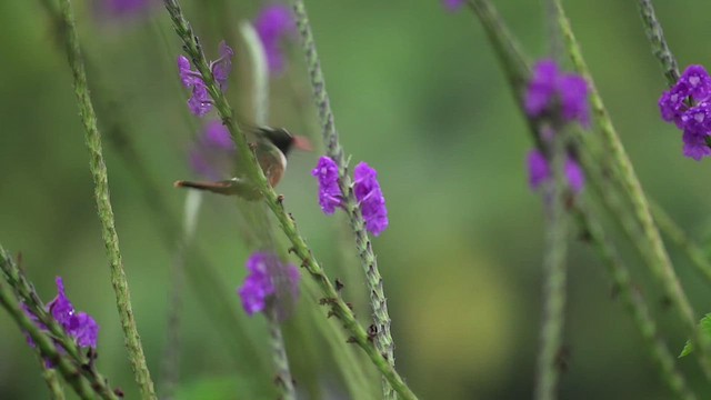 White-crested Coquette - ML634180878