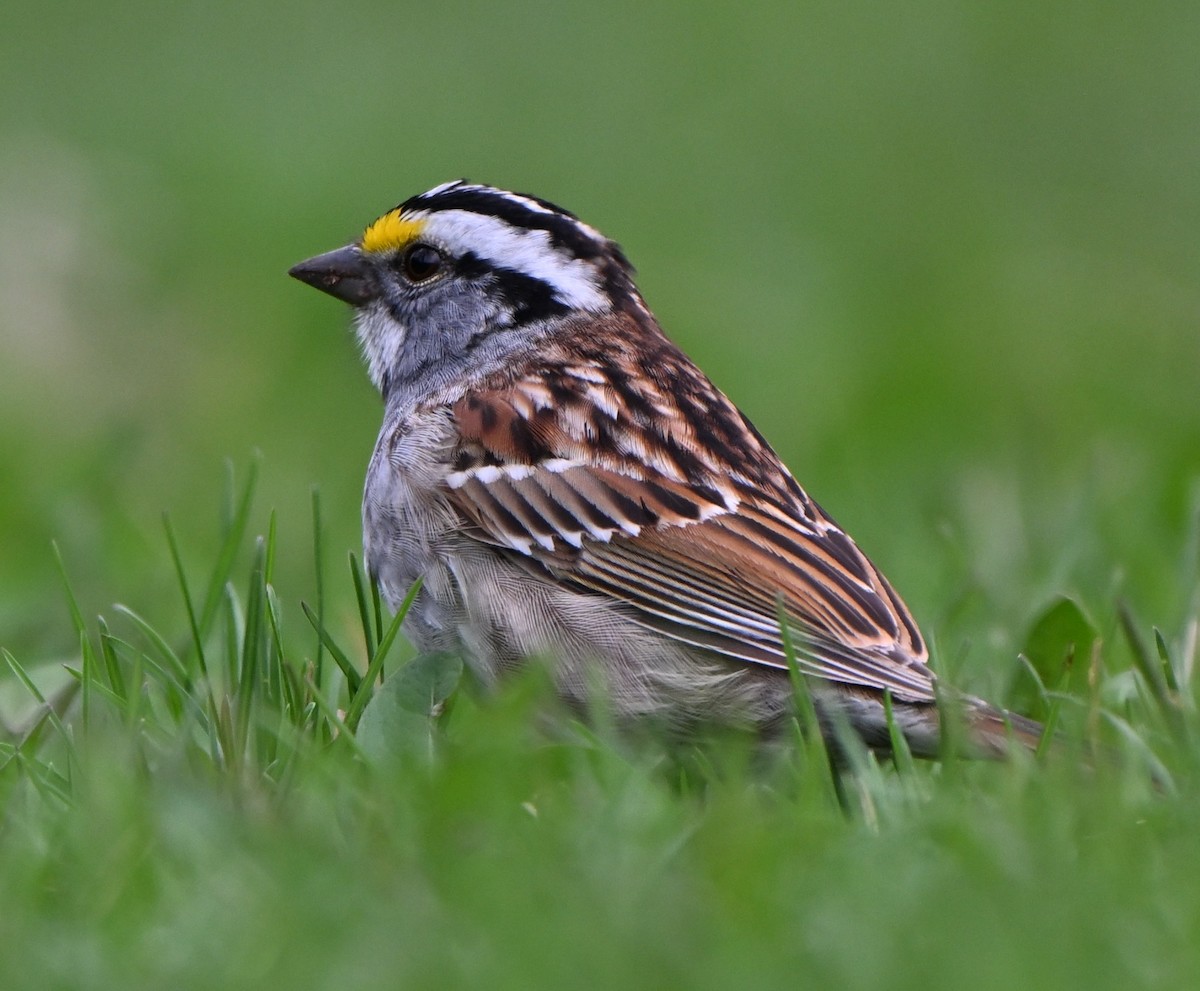 White-throated Sparrow - ML634180949