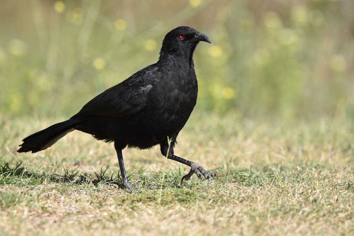 White-winged Chough - ML634180954