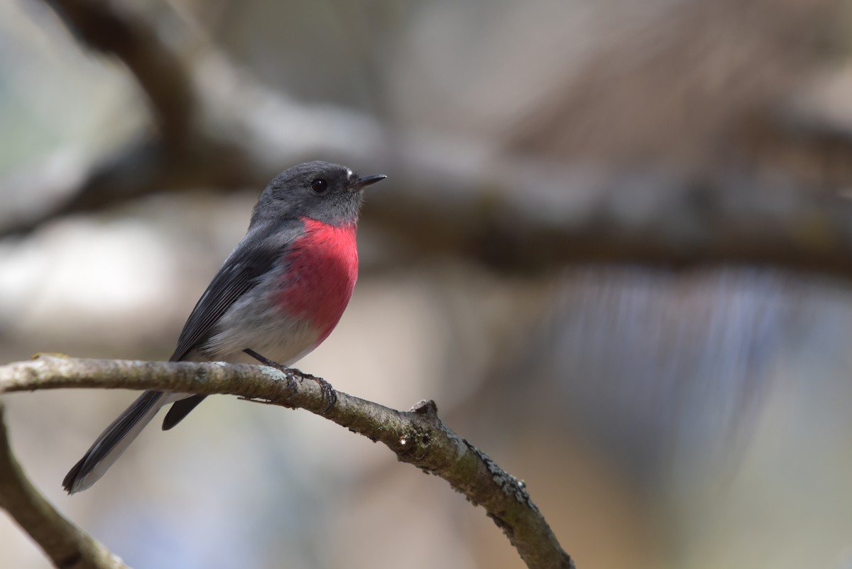 Rose Robin - ML634180962