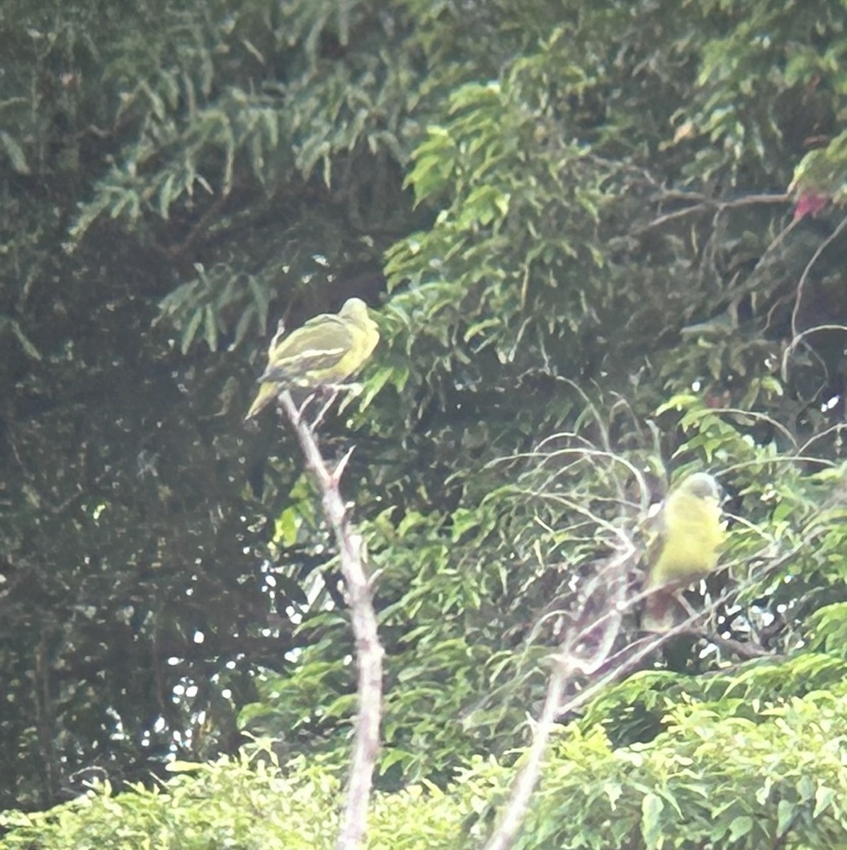 Gray-cheeked Green-Pigeon - ML634180969