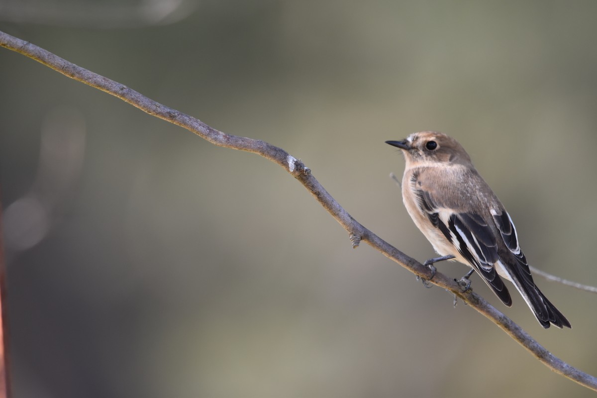 Flame Robin - ML634180970