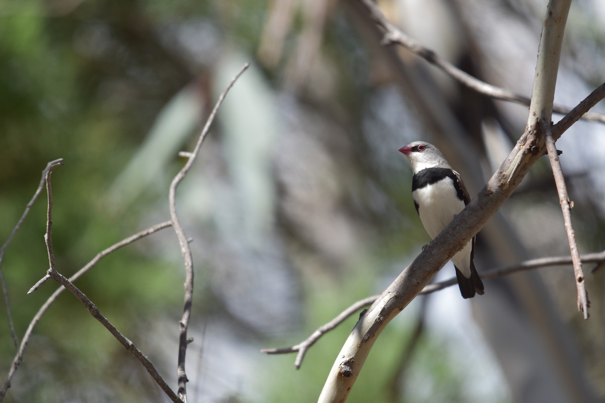 Diamond Firetail - ML634180978