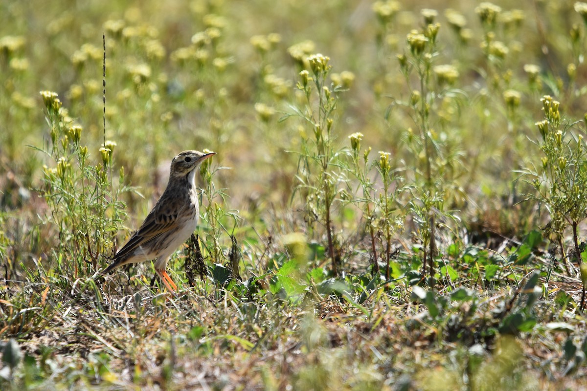 Australian Pipit - ML634180997