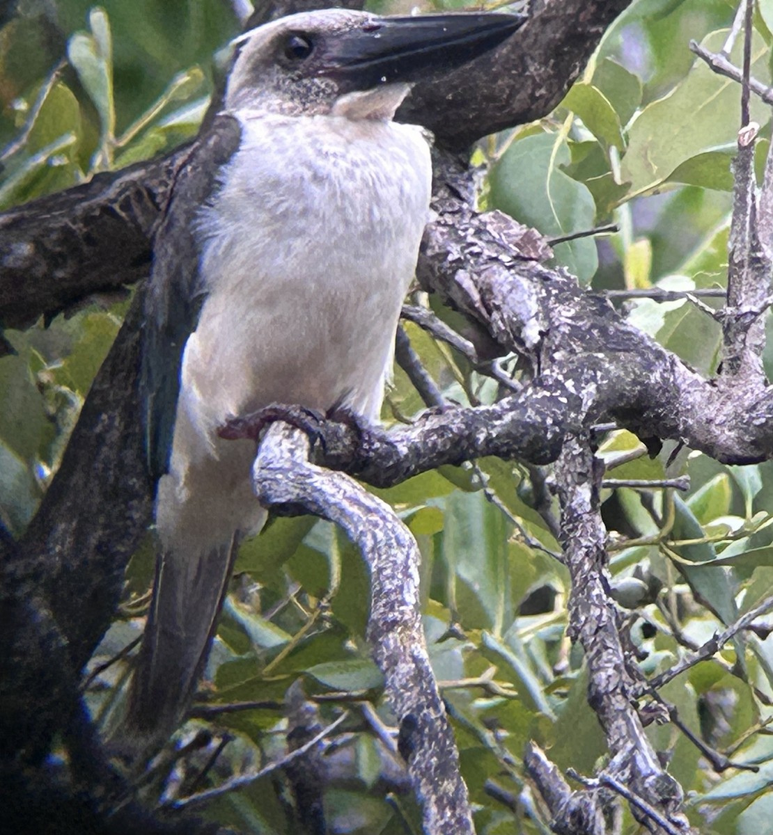 Great-billed Kingfisher - ML634181214