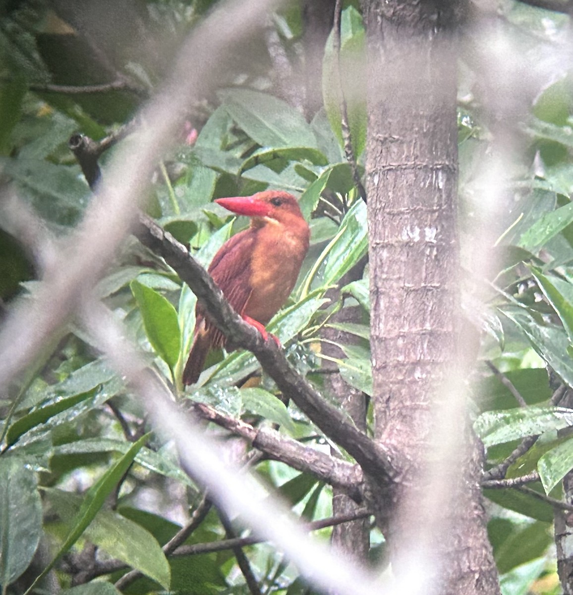 Ruddy Kingfisher - ML634181276