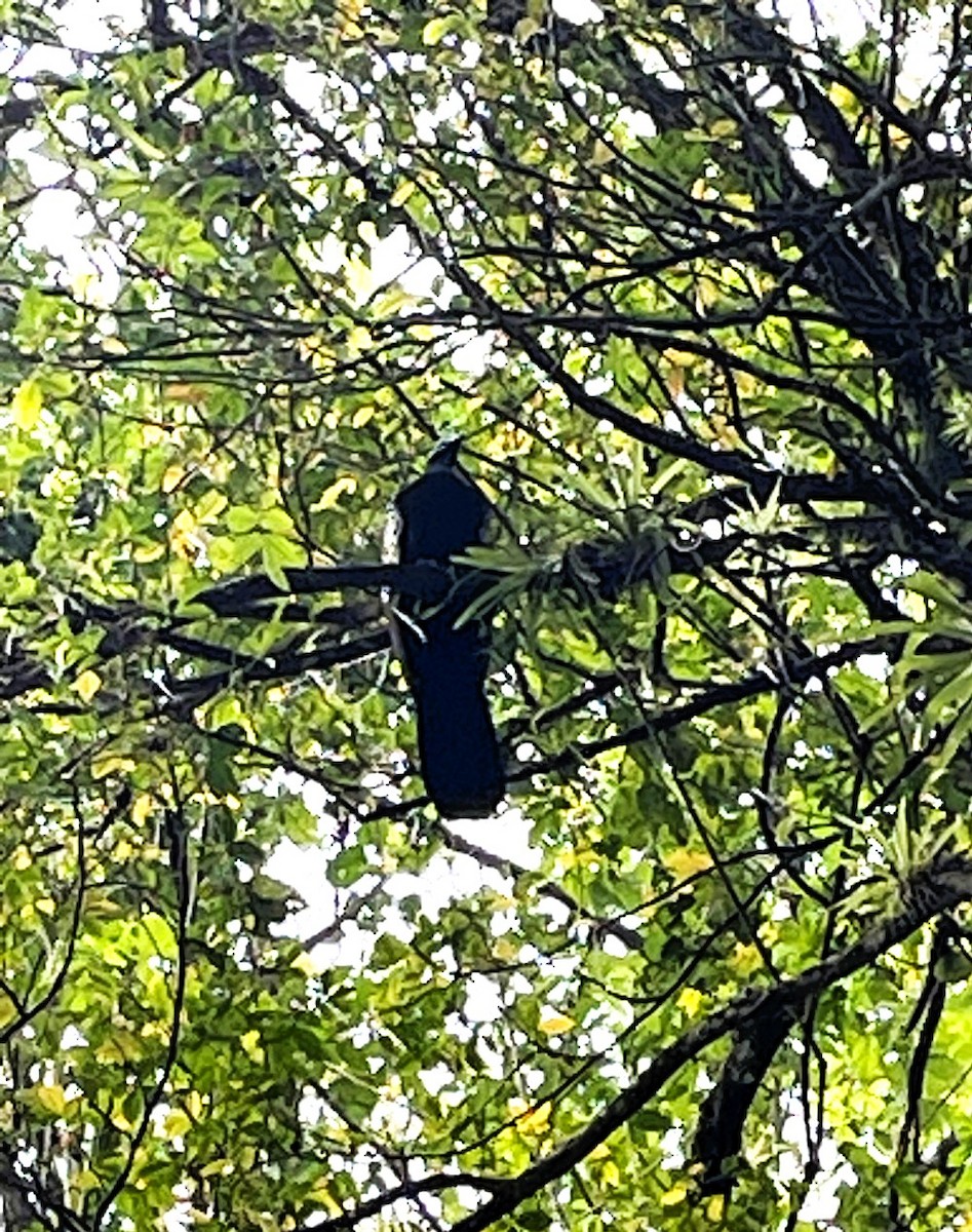 Trinidad Piping-Guan - ML634181296