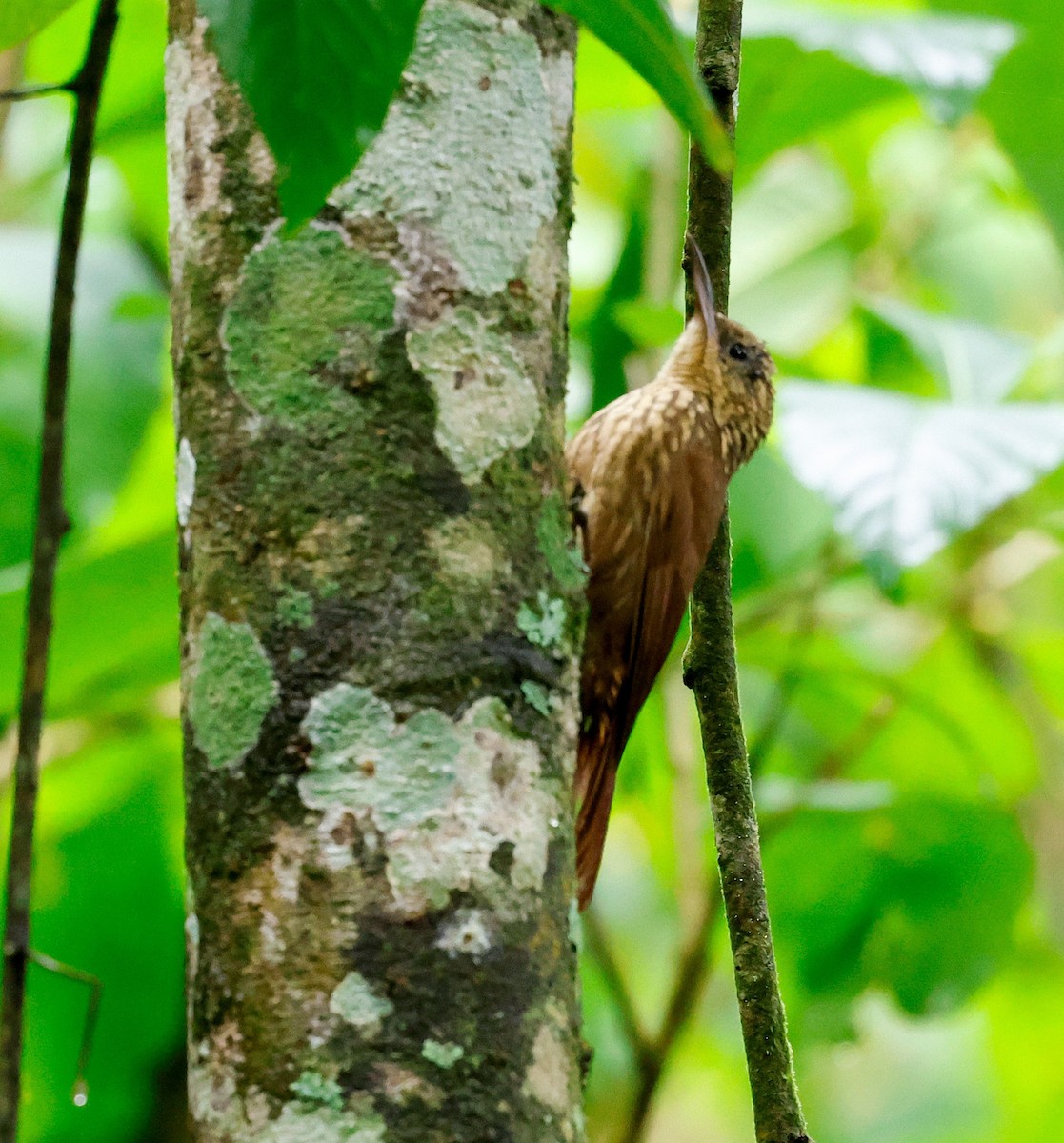 Ceara Woodcreeper - ML634181472