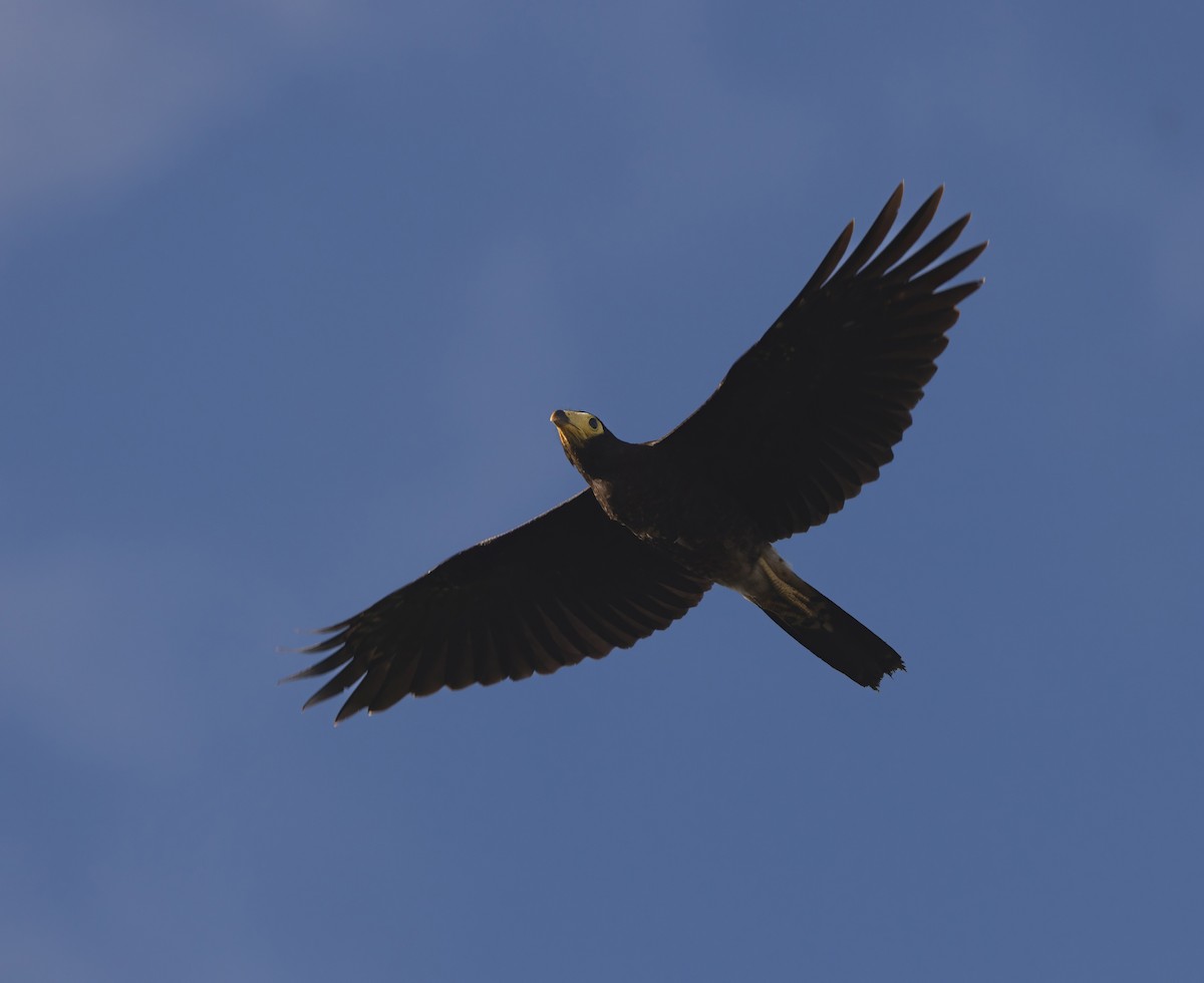 Black Caracara - ML634181478