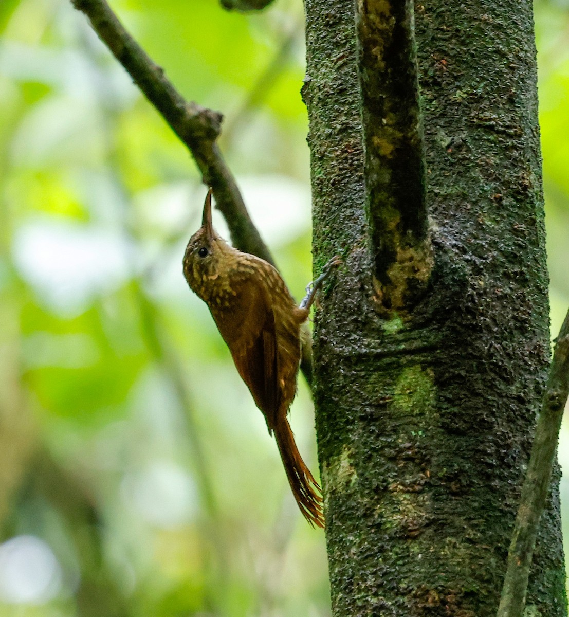 Ceara Woodcreeper - ML634181483
