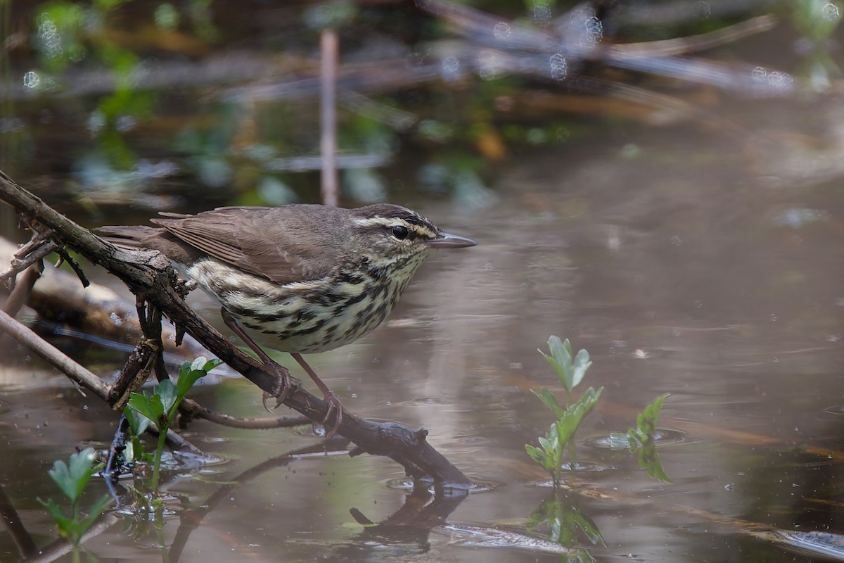Northern Waterthrush - ML634181538