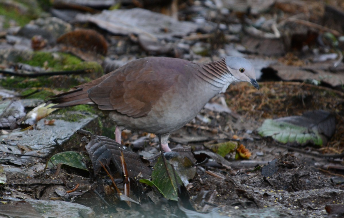 White-throated Quail-Dove - ML634181550