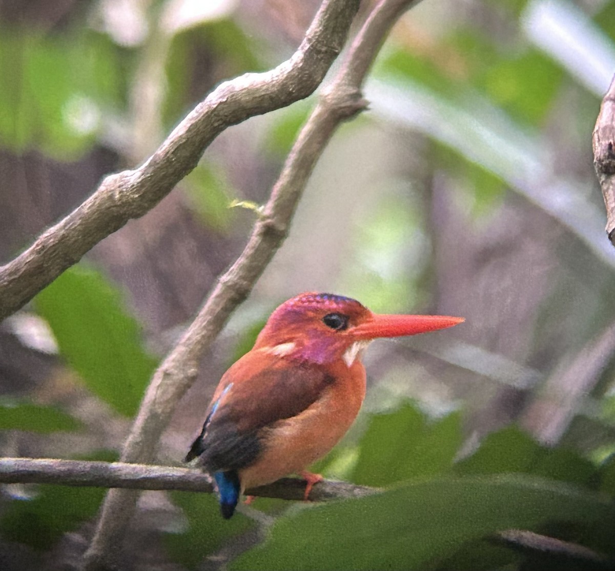 Sulawesi Dwarf-Kingfisher - ML634181567