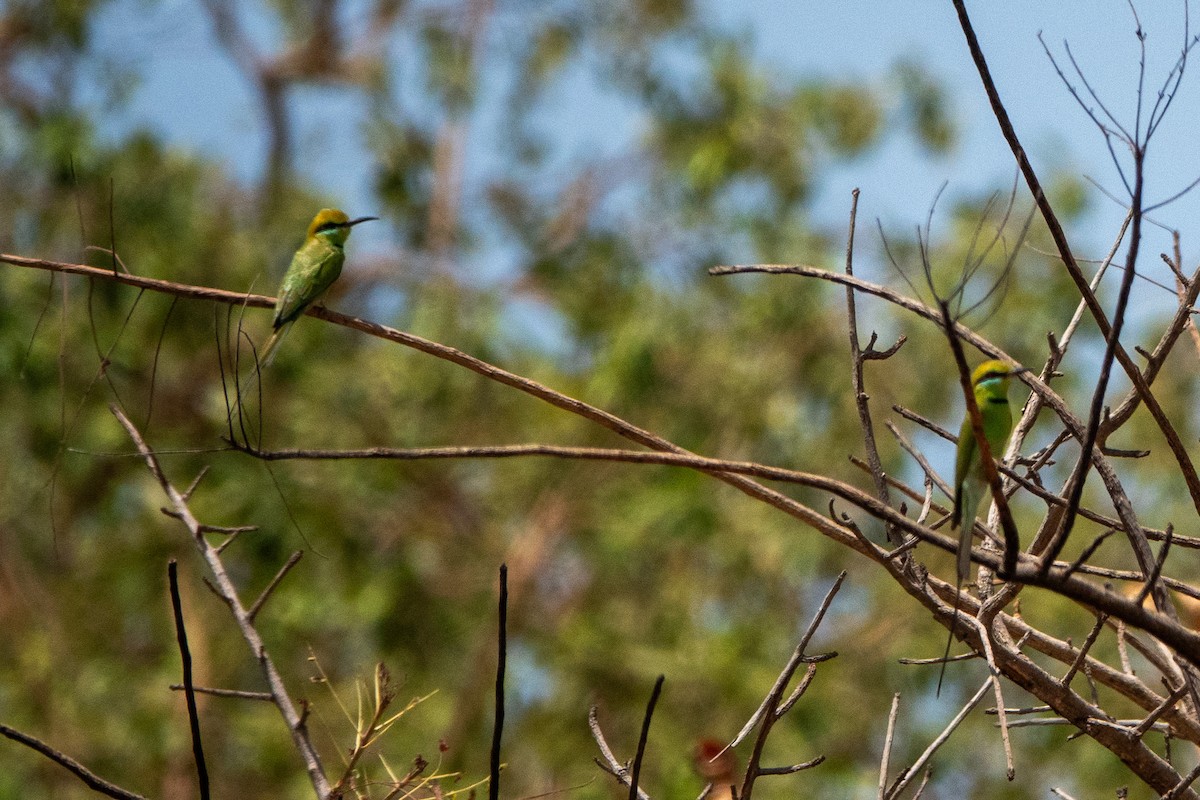African Green Bee-eater - ML634181727