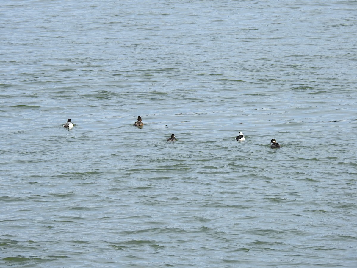 Bufflehead - ML634181734