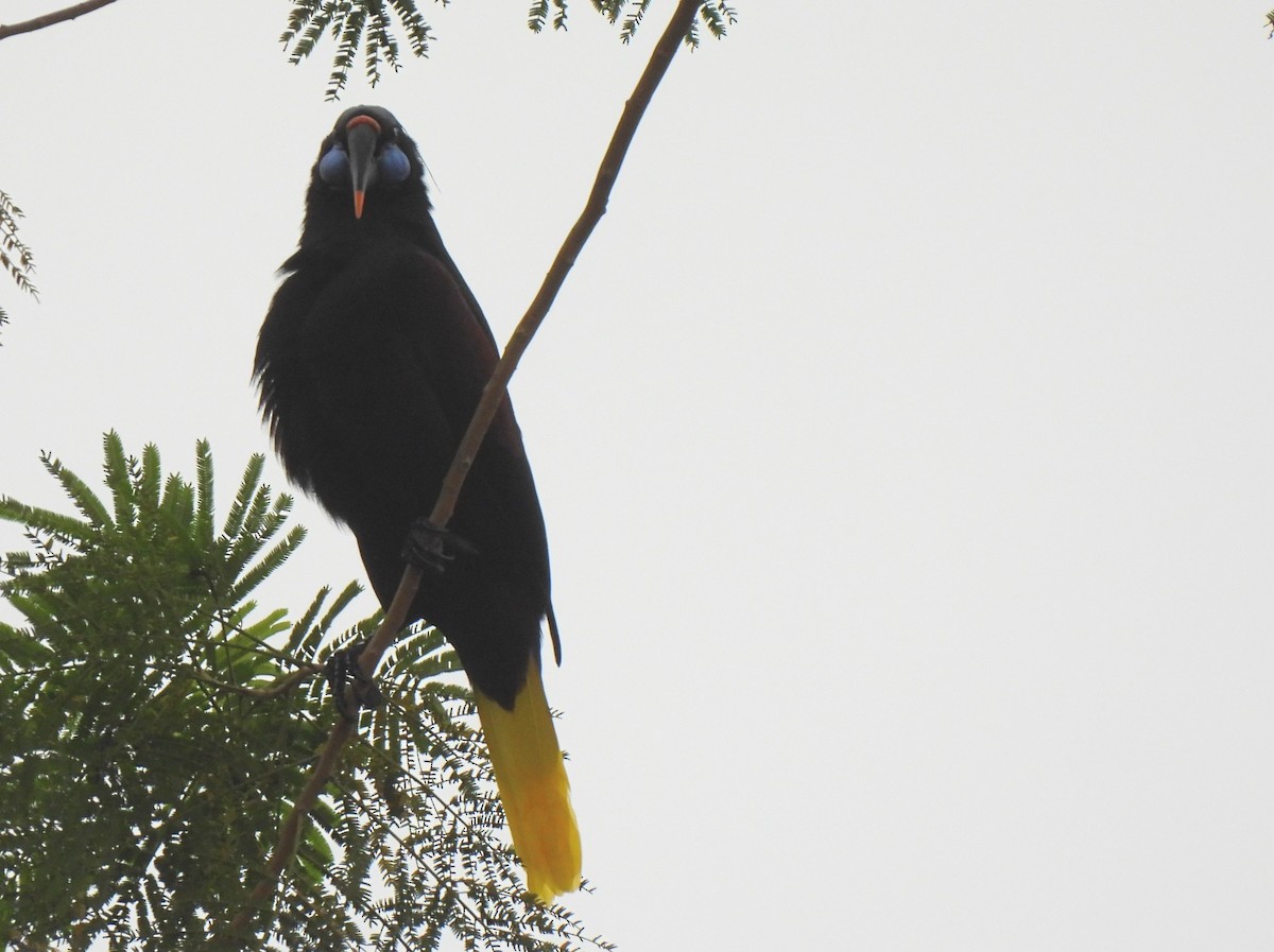 Black Oropendola - ML634181821