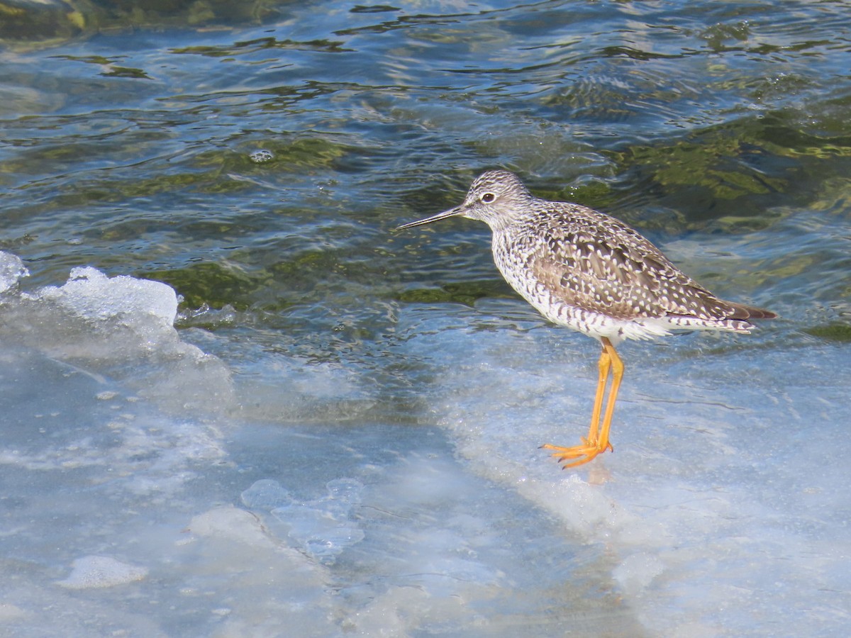 Greater Yellowlegs - ML634181883