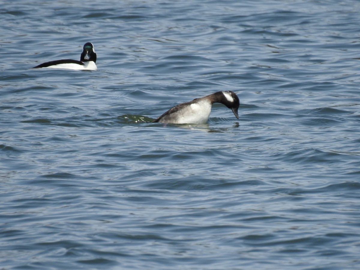 Bufflehead - ML634181902