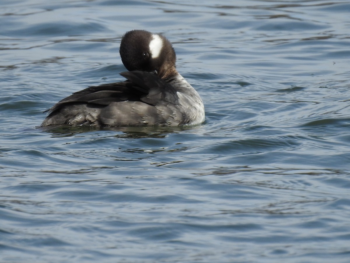 Bufflehead - ML634181934
