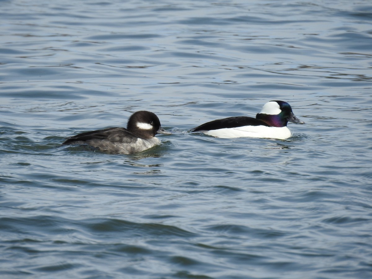 Bufflehead - ML634181943