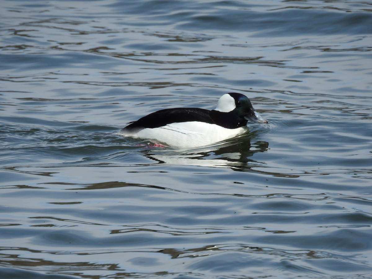Bufflehead - ML634181957