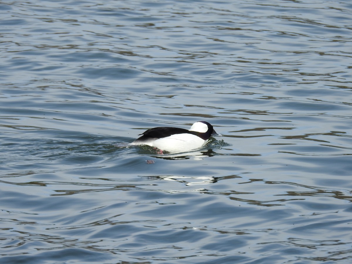 Bufflehead - ML634181963