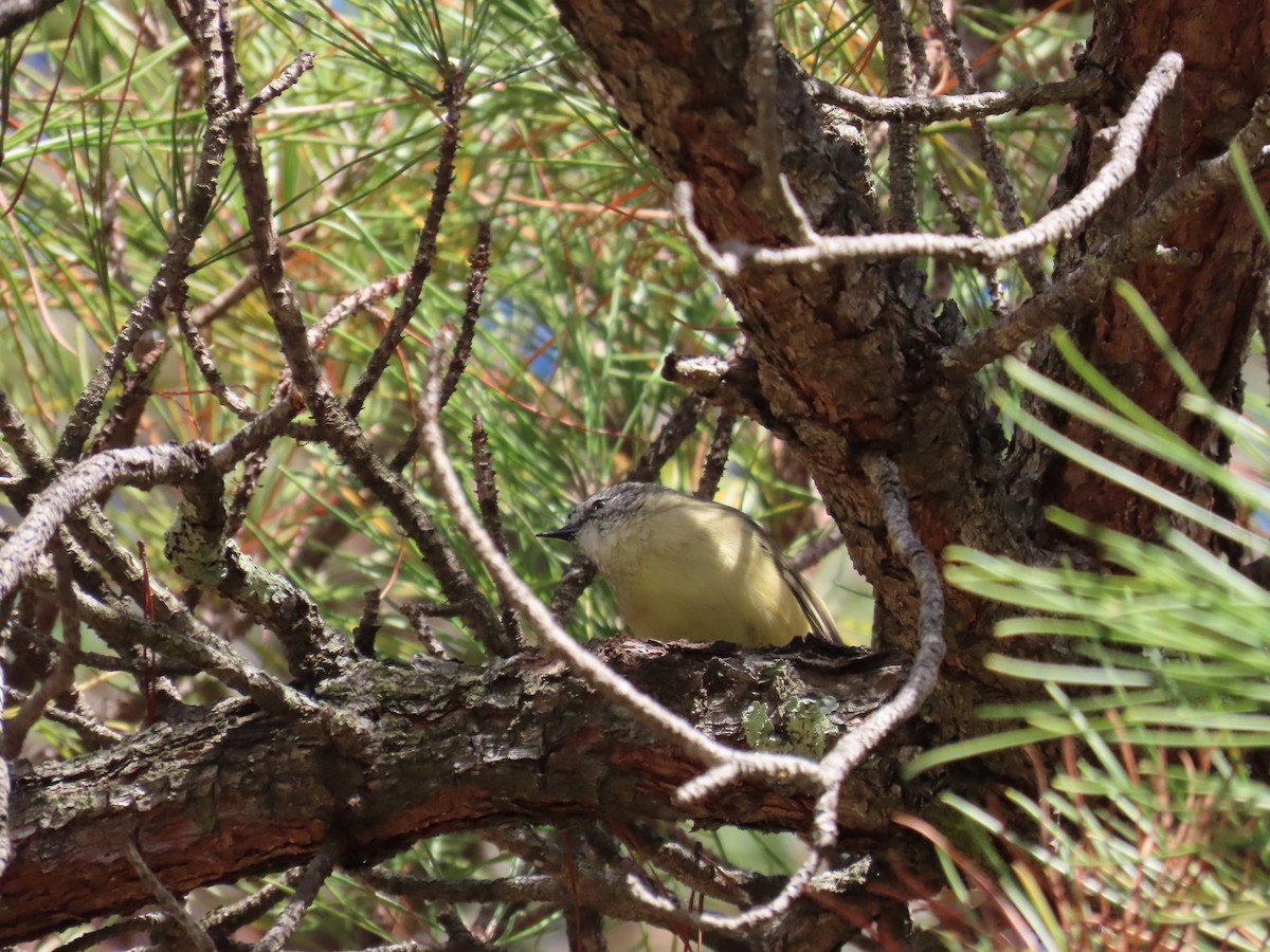 Yellow-rumped Thornbill - ML634182124