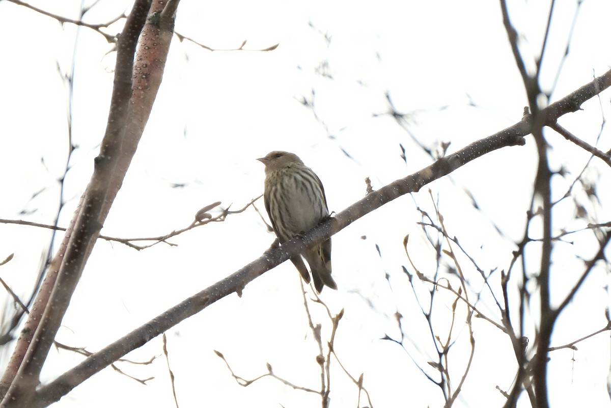 Pine Siskin - ML634182245