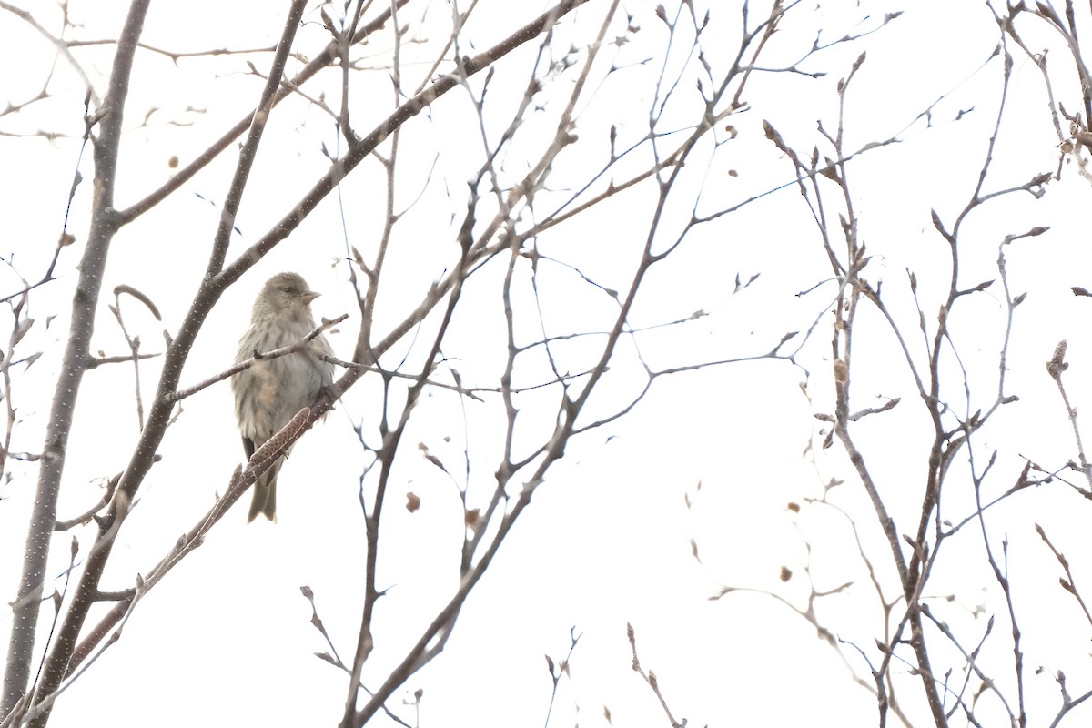 Pine Siskin - ML634182247