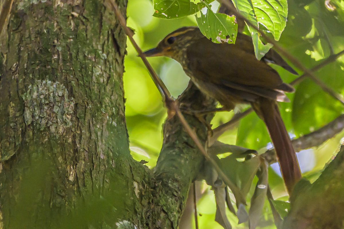 Buff-browed Foliage-gleaner - ML634182263