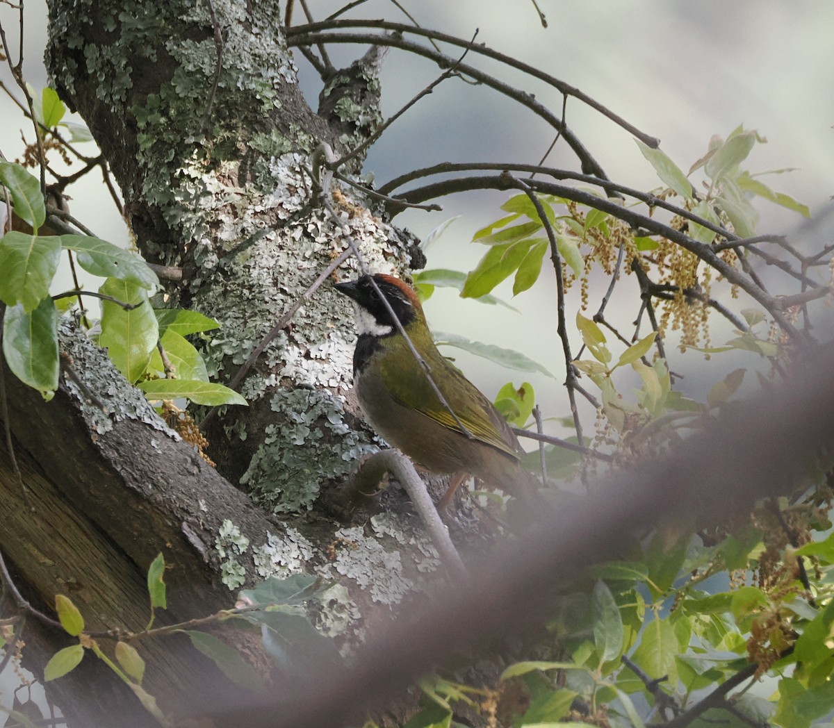 Collared Towhee - ML634182333