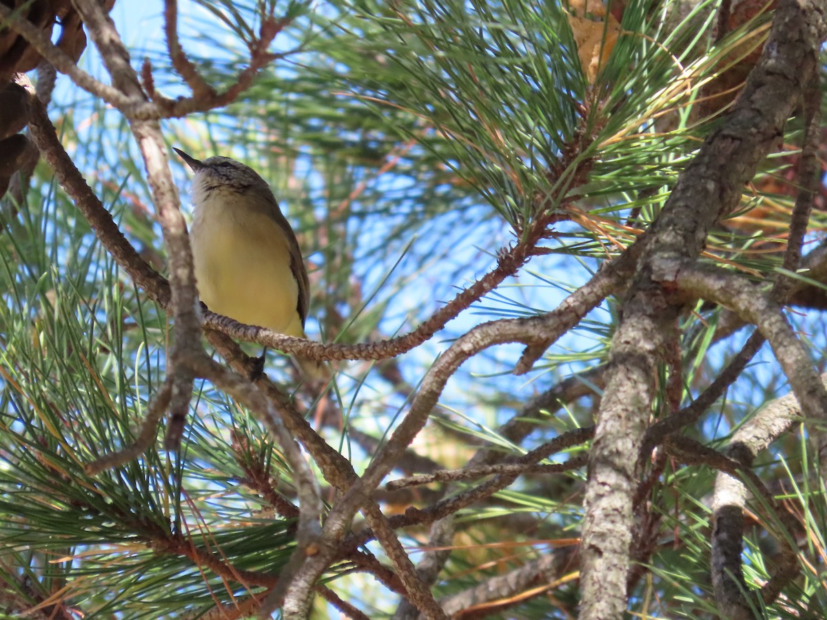 Yellow-rumped Thornbill - ML634182381