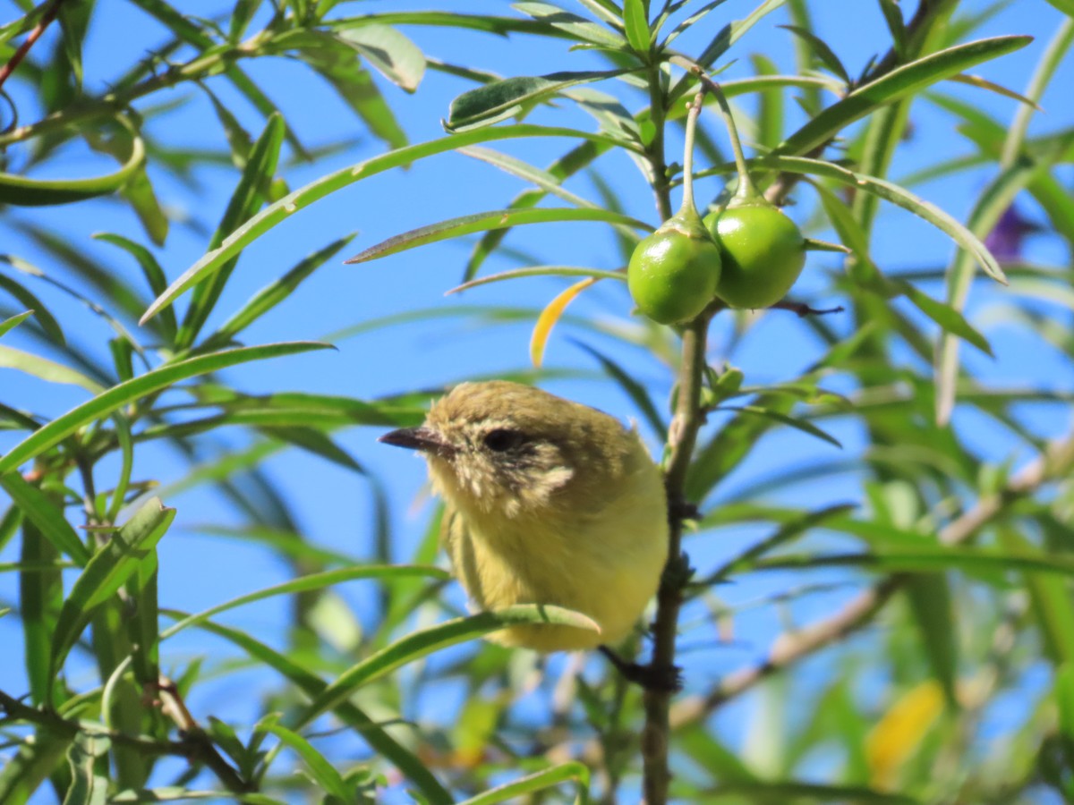 Yellow Thornbill - ML634182406