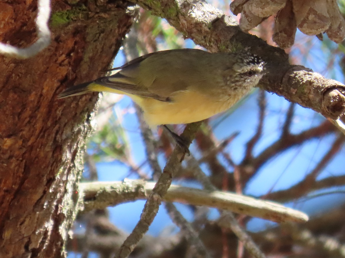 Yellow-rumped Thornbill - ML634182456