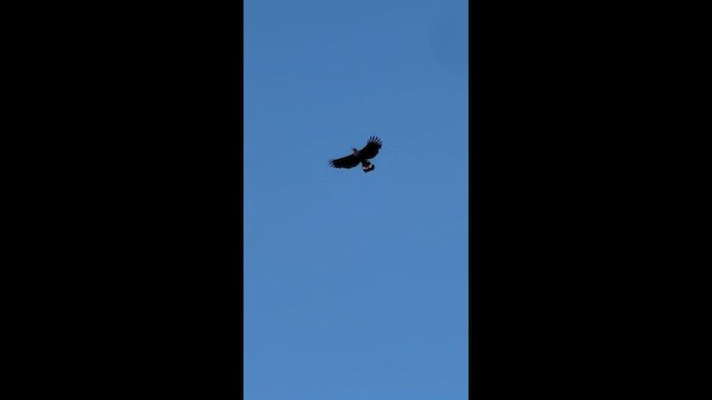 Crane Hawk (Blackish) - ML634182540
