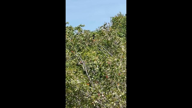 Bobolink - ML634182582