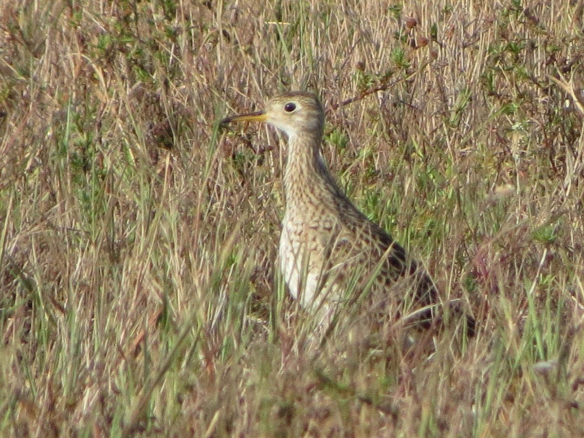 Upland Sandpiper - ML634182598