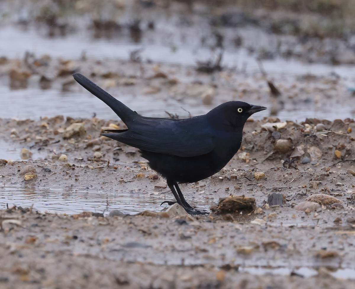 Brewer's Blackbird - ML634182608